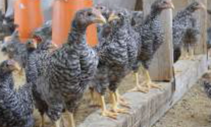 青森シャモロック