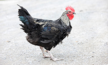 近江黒鶏