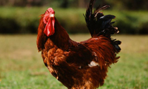 京紅地鶏