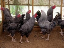 五島地鶏しまさざなみ