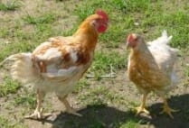 土佐はちきん地鶏