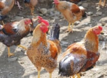 媛っこ地鶏
