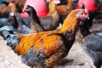 信州黄金シャモ