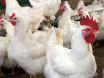 ホワイトチキン